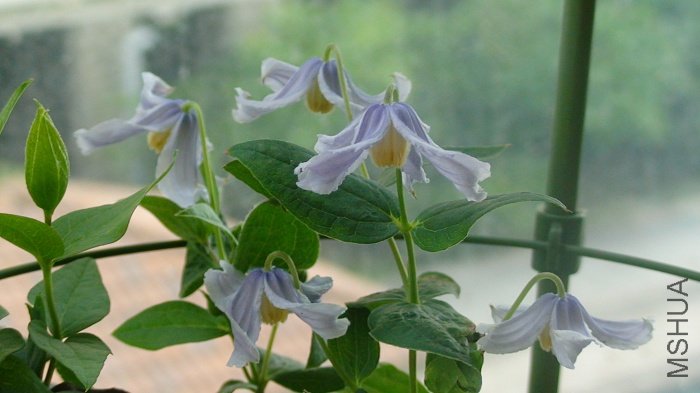 �������С�糵! ����!