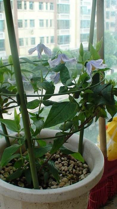 ���ſ�������ؿ���, ȫ�Ǵ������������֦�Ͽ��Ļ�(�ֹ���3��֦+3��֦)!