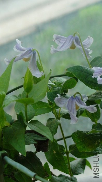 �糵���, ��С���ɰ���?