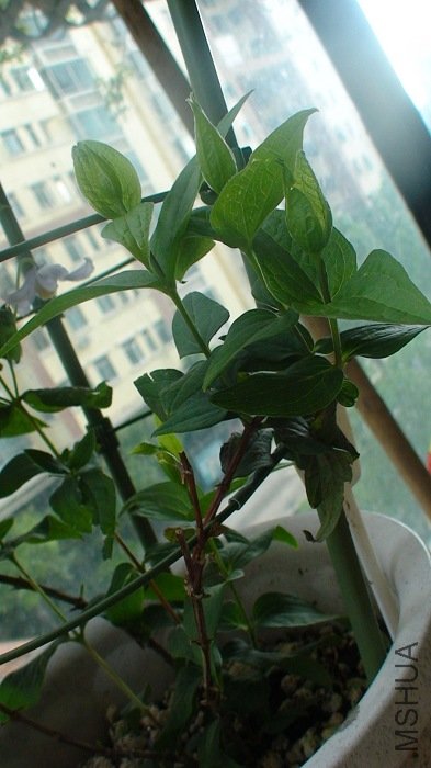 ǿ�������֦Ҳ�����˻���! ����һ�ֵĻ�����, һ����׳��!