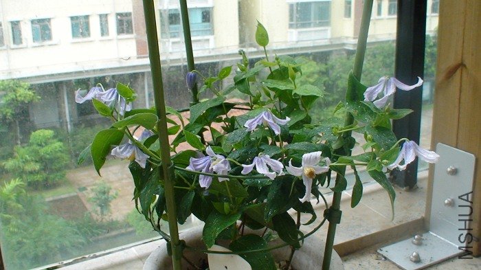 ��11�仨��ͬʱ����! ��֪���ʱ��ͬʱ��������?