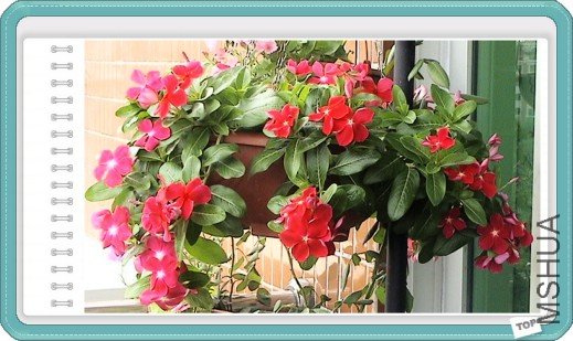 �����Ĵ�