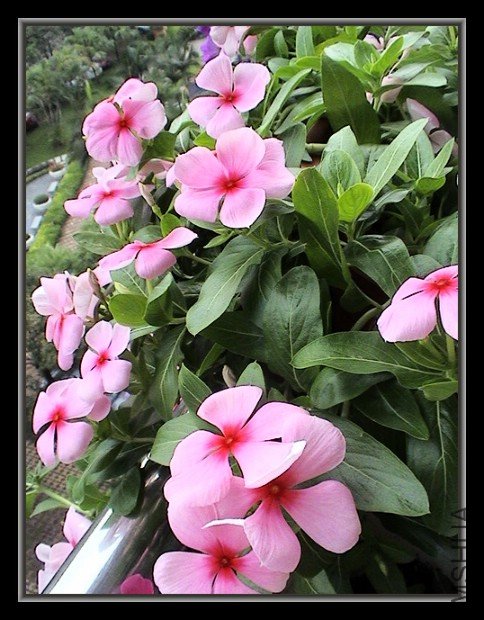 ���ɫ�Ĵ�,�Ѿ������̨���˿�����С�ٲ�,��ϧ���Ĳ�������