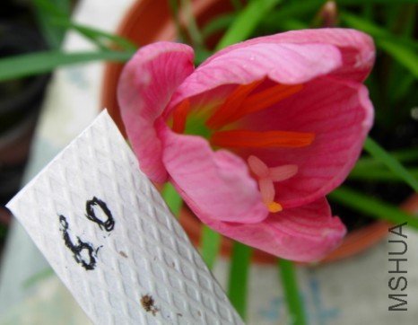 60. Z. grandiflora.jpg