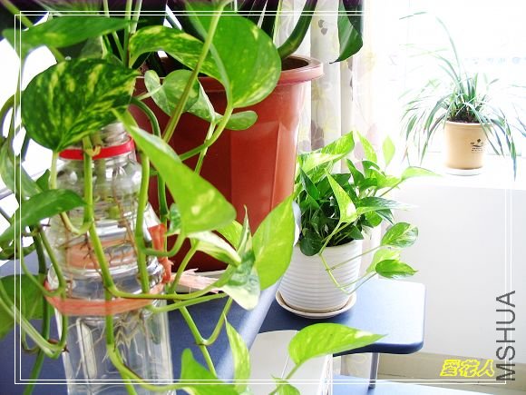 �ҵ�ª�����ڻ�԰20090725 042.jpg