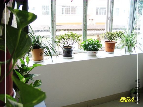 �ҵ�ª�����ڻ�԰20090725 043.jpg