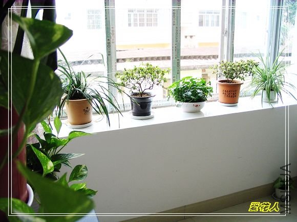 �ҵ�ª�����ڻ�԰20090725 044.jpg