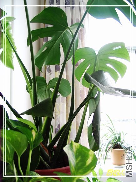 �ҵ�ª�����ڻ�԰20090725 041.jpg