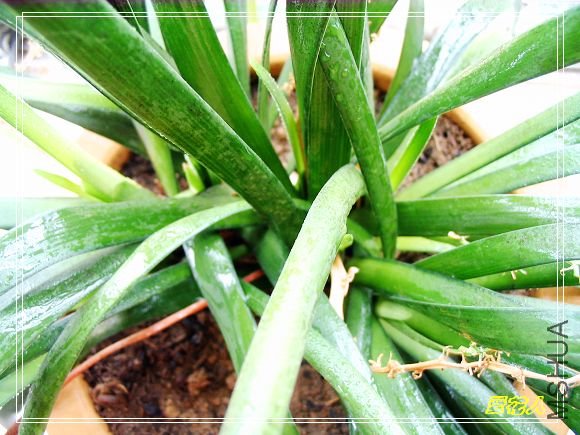 �ҵ�ª�����ڻ�԰20090725 052.jpg