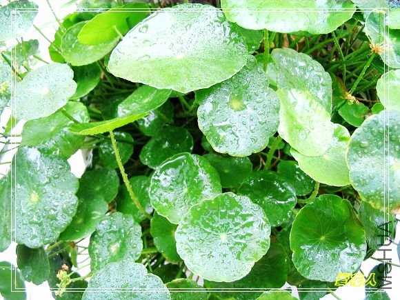 �ҵ�ª�����ڻ�԰20090725 054.jpg