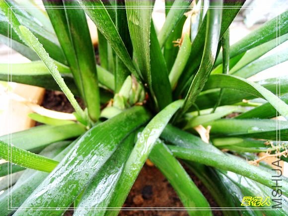 �ҵ�ª�����ڻ�԰20090725 051.jpg