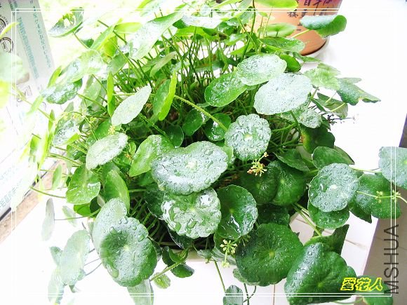 �Ҵ�С�����ɵİ�ˮ������ǮǮ~~