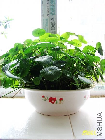 �ҵ�ª�����ڻ�԰20090725 057.jpg