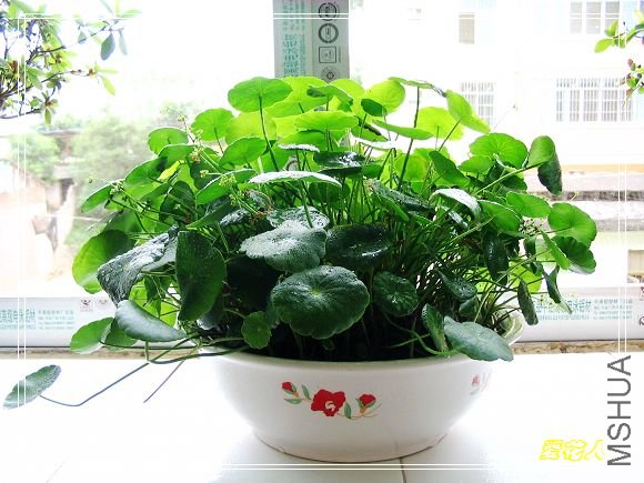 �ҵ�ª�����ڻ�԰20090725 055.jpg