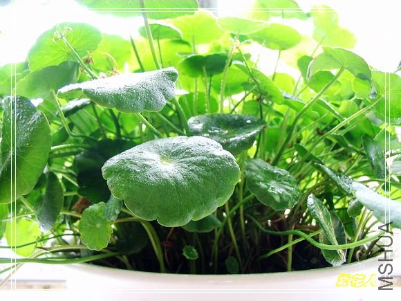 �ҵ�ª�����ڻ�԰20090725 058.jpg