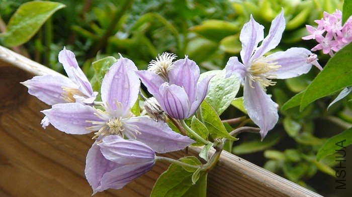 һ�Ѷѵ�, Ҳ�ܺÿ�!