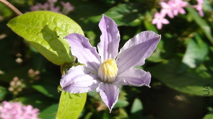  �����ٿ�����ɫ��ǳ����!��ҲС, ���������һ�����������Ʒ����!