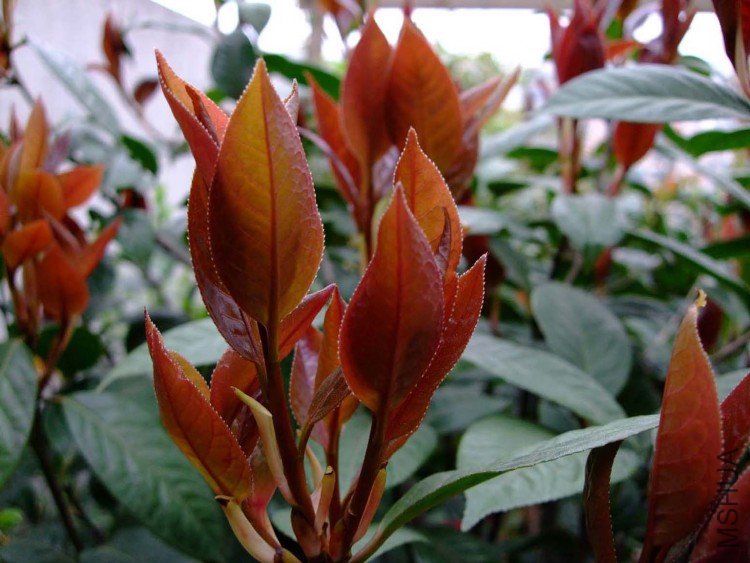 ���� 09-4-17(1).jpg