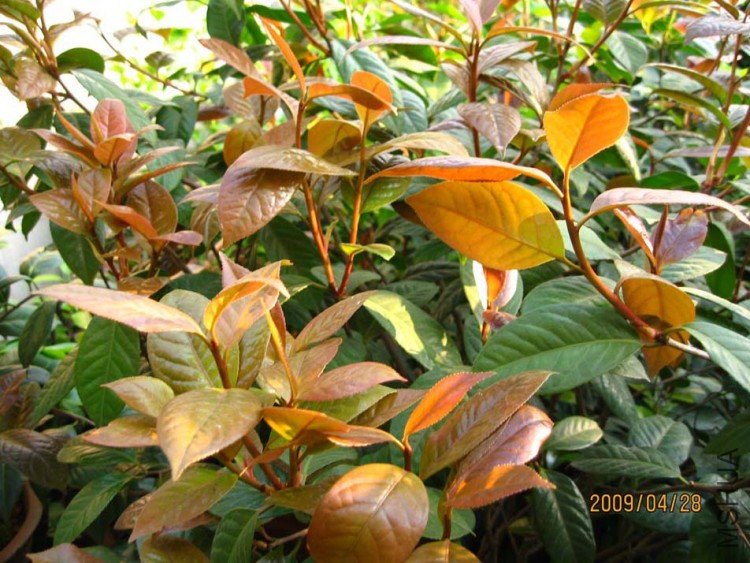 ��Ƭ09-4-23-28 01411.jpg