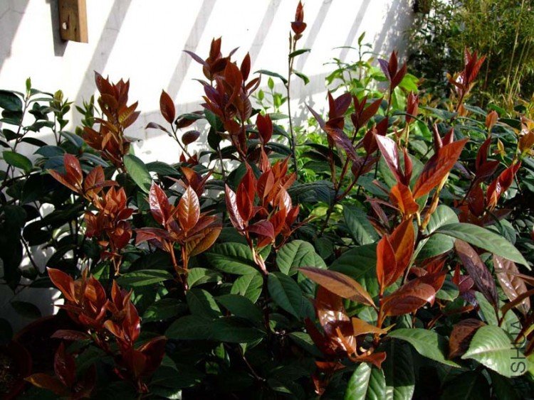 ��Ƭ09-4-21 06611.jpg