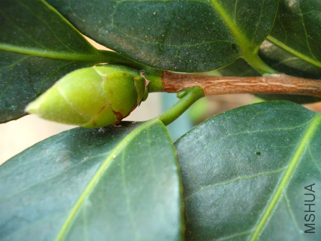 ����ţ���£����ڵĻ����Ѻܴ󡣶�����������ߵĻ��ǳ�С