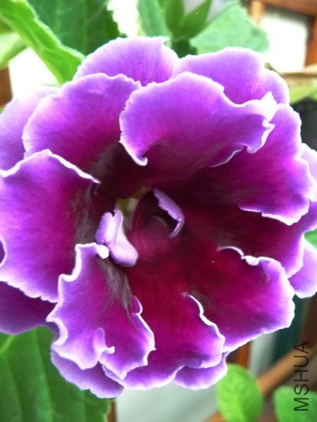 zyt2.jpg