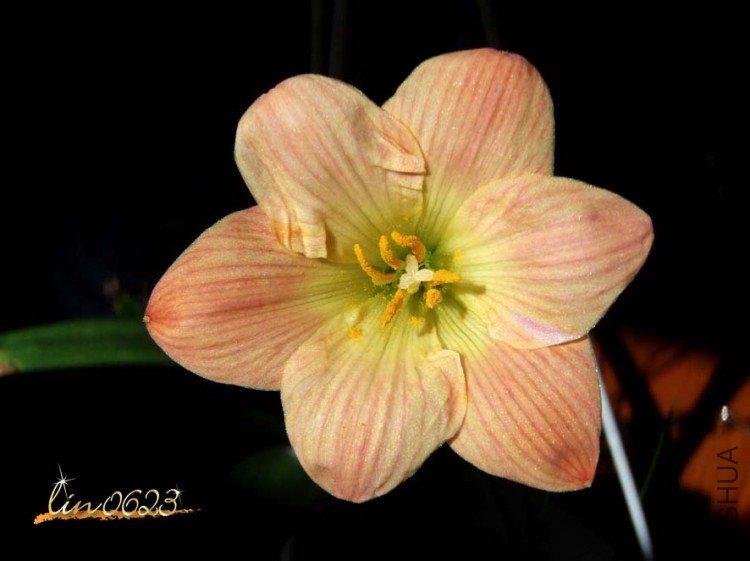 Zephyranthes Paul Niemi.JPG