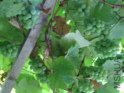 ���������ѣ��Ժ�ڶ��꣬��һ�ιҹ���