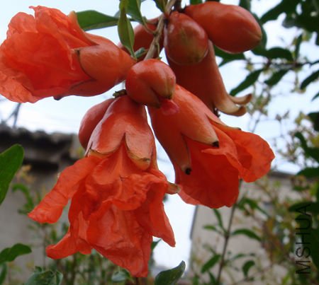 �����ʯ�񣬾�Ȼ����֦ͬ��