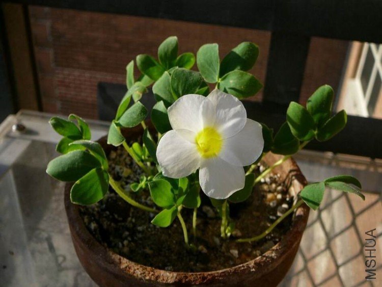 Oxalis_adenodes.jpg