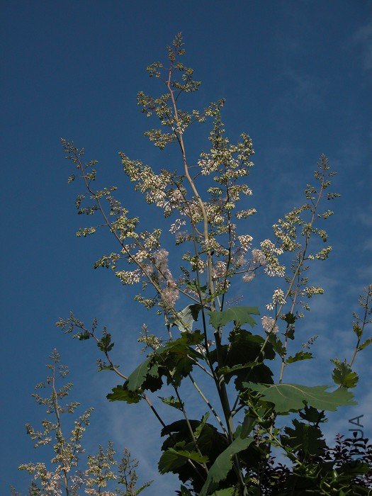 DSCN0782.jpg