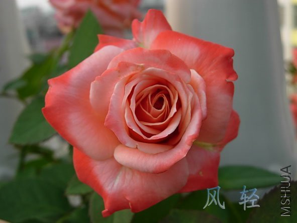 DSCN6946.jpg