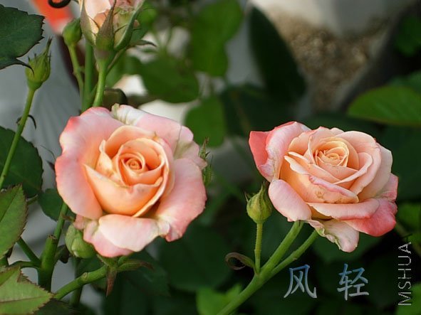 DSCN6853.jpg