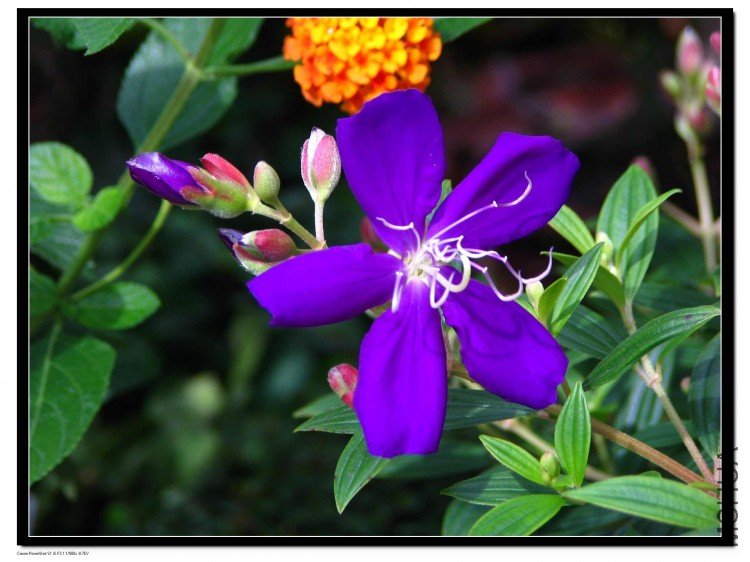 ��ëĵ����