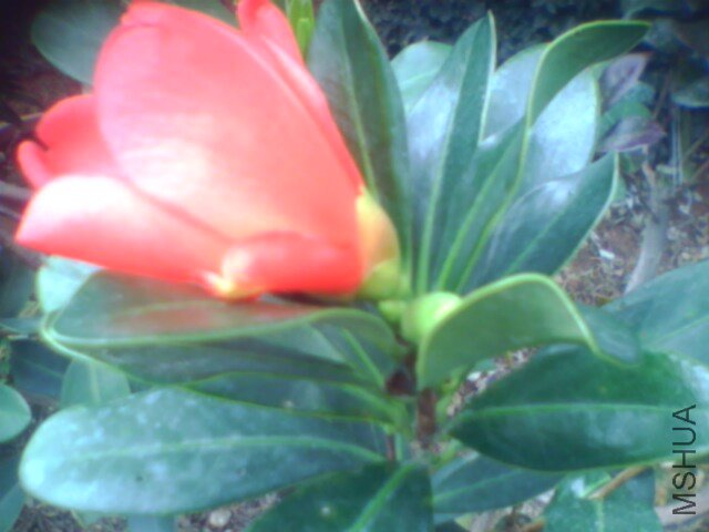 IMG0069A.jpg