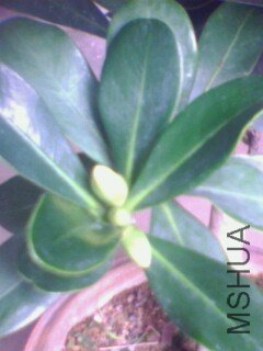 IMG0019A.jpg