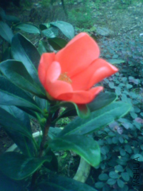 IMG0075A.jpg
