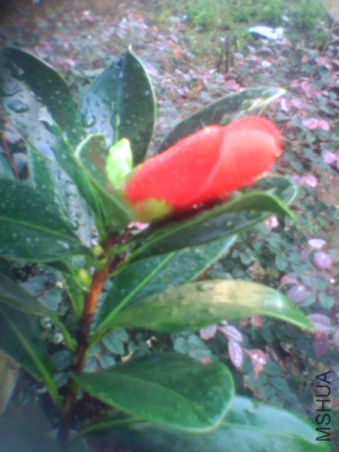 IMG0066A.jpg
