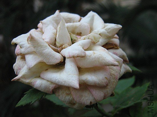 ��Ƭ 027.jpg