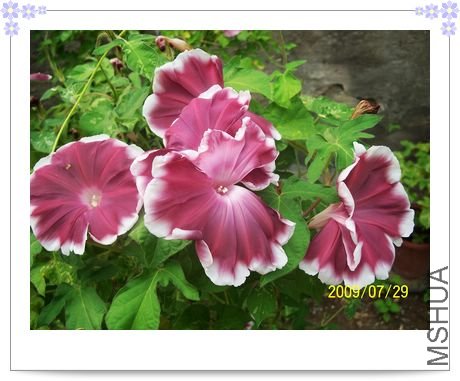 ��֮�� 070.jpg