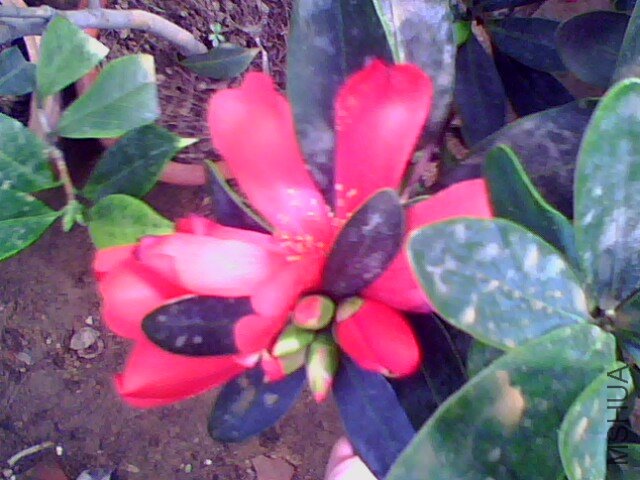 IMG0110A.jpg