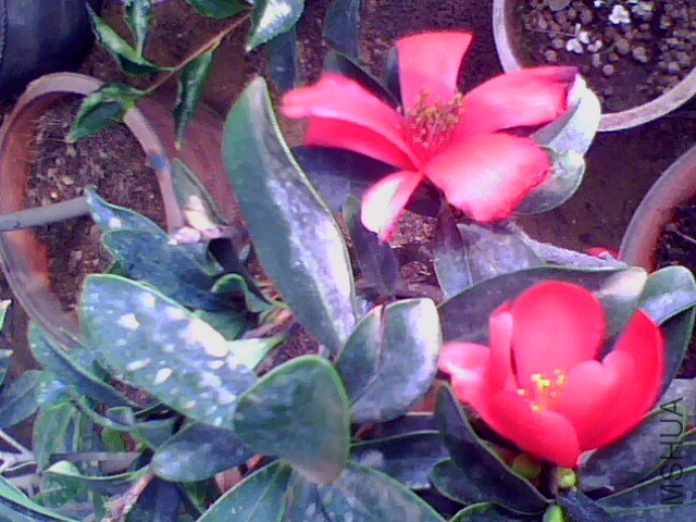 IMG0109A.jpg