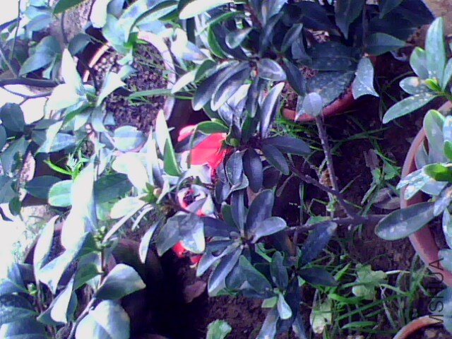 IMG0117A.jpg