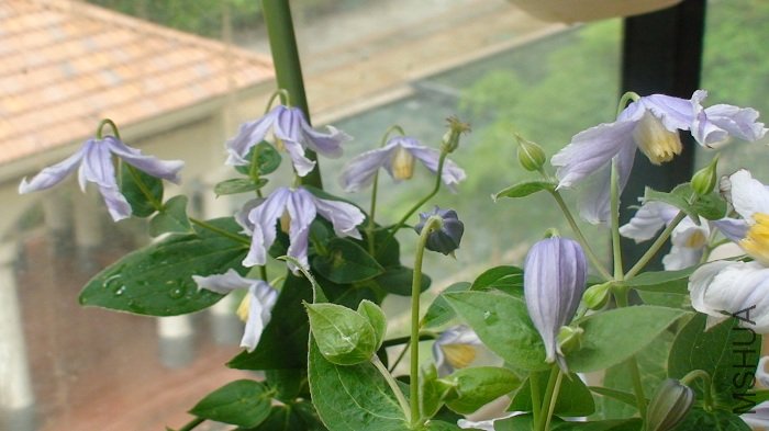 ������ȫ��20�仨���ǻ����ȿ������Űɣ��Ӿ��в�����