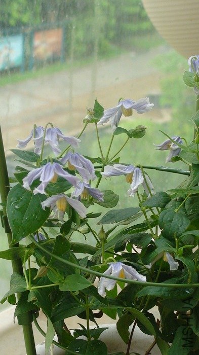 ���Ƿ������ձȽ�������ȿ������ɣ����������13�仨��