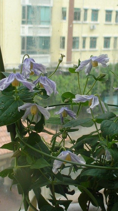 ��΢��Զһ�������ӣ�