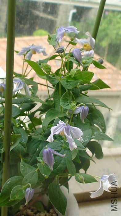 �����Ҳ�ġ�����Ҳ��7��8�䣡