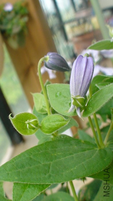 �����쿪���Ļ������»��ٵĶԱȰɣ���Щ�»������̵ģ�СС�ģ�ÿ��������������ɫ��ë���޵ıߣ�Ҳ�ܺÿ� ...