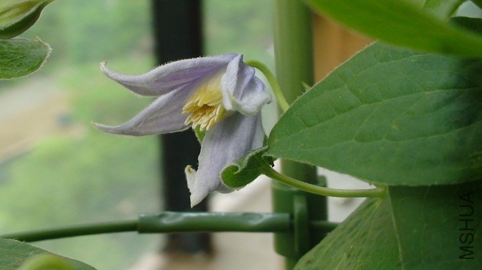 ����дһ�£������ڶ��죬����Ļ�����������𣬵���ʱ�ͻ�������ˣ�