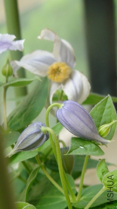 ����������ĸ���������ӣ����䶼�쿪�ˣ�